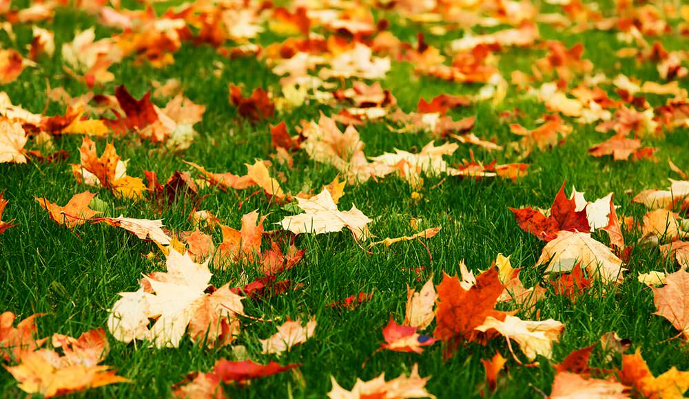 Easy Lawn Care Tips For Autumn All Year Round Turf Supplies Easy Lawn Care Tips For Autumn All Year Round Turf Supplies
