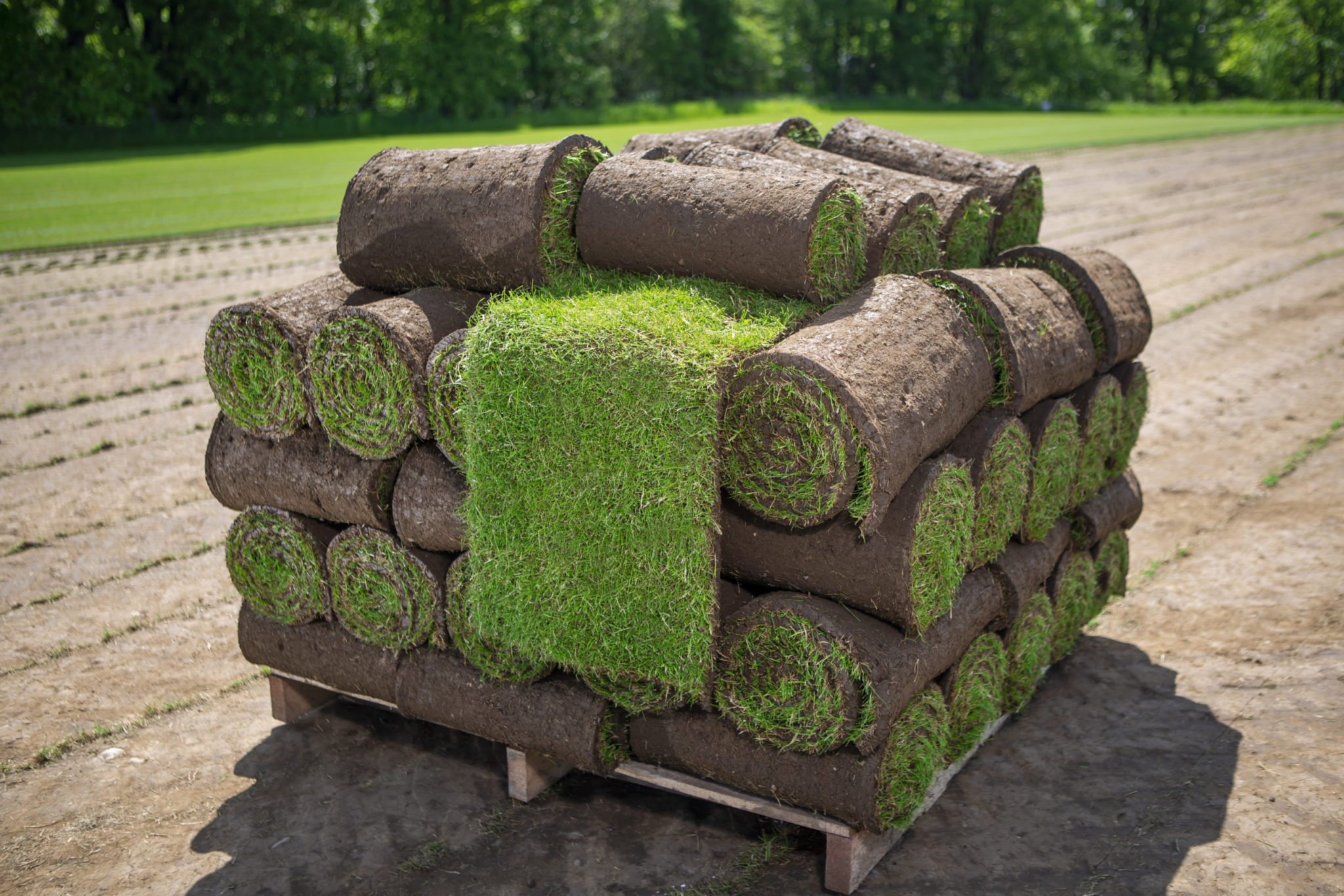 Best Types Of Turf For Sydney Climate - All Year Round Turf Supplies