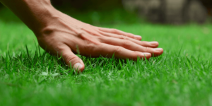 Summer Lawn Care Tips for Lush Green Grass
