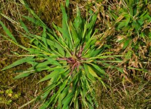 Crabgrass Ruining Your Lawn? Use These Tips to Get Rid of It for Good