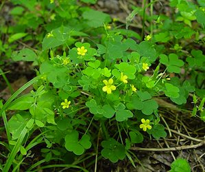 How to Get Rid of Oxalis Weed: Effective Strategies for a Healthy Lawn