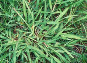 Controlling Crowsfoot Grass