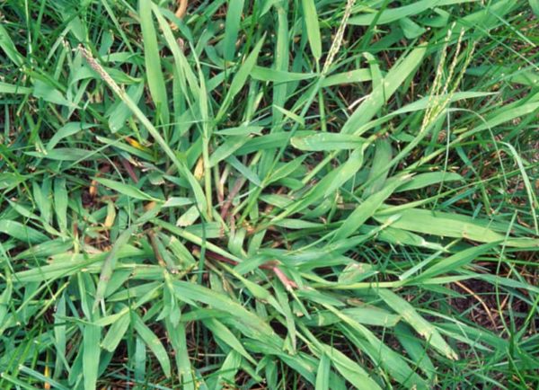 Controlling Crowsfoot Grass - All Year Round Turf Supplies