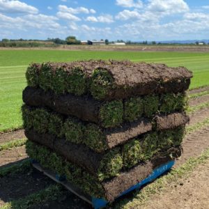 Turf Varieties