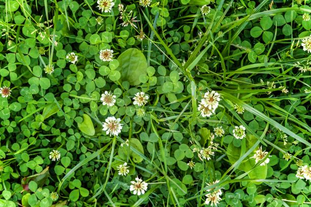 How to Control White Clover Weeds - Turf Supplier