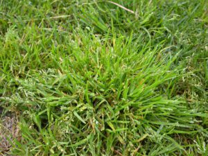 How to Control Winter Grass - Turf Supplies Sydney