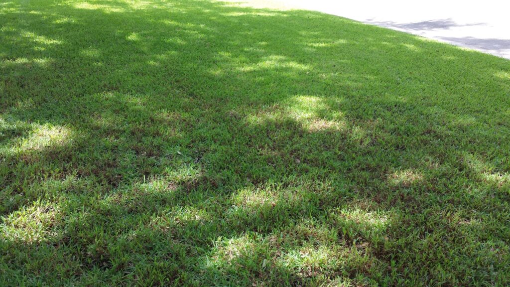 controlling-and-treating-lawn-algae-essential-tips