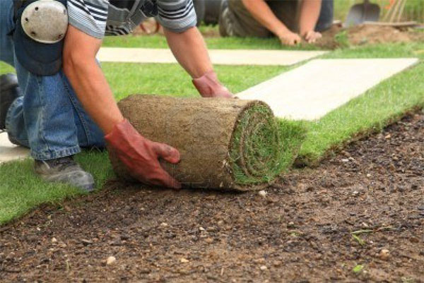 What Does Lawn Installation Cost In Sydney?