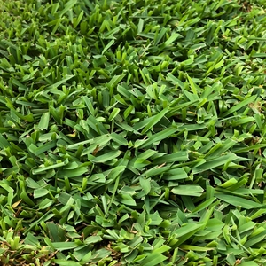 Grass close up