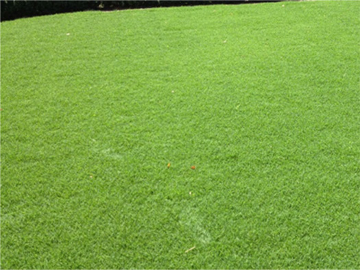 Santa Ana Couch grass up close