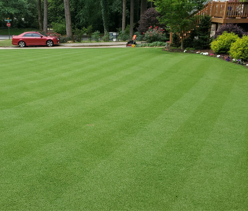 Tahoma 31 grass with a red car in the background