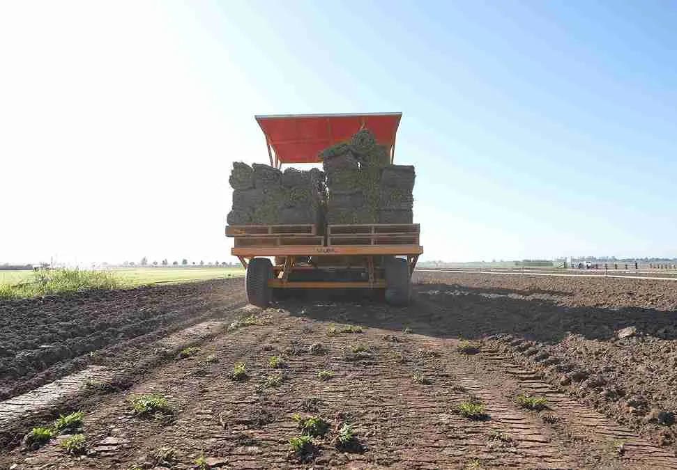 Cobalt buffalo turf being layed and carried by truck