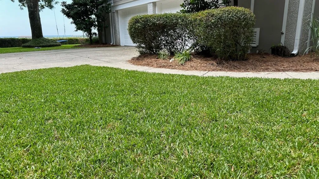 cobalt buffalo turf on front lawn