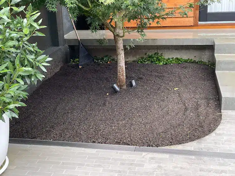 Tree planted around soil
