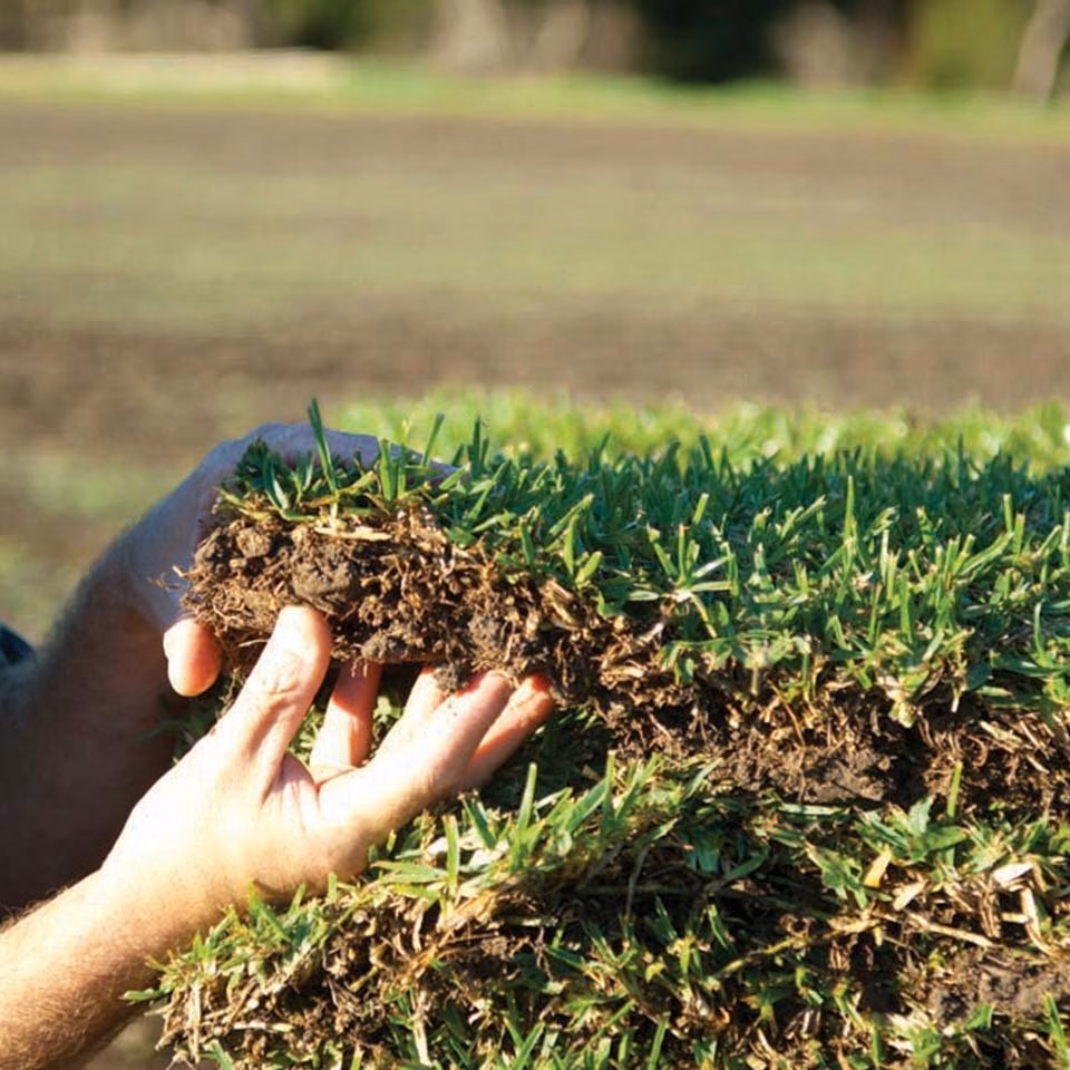 Fresh natural turf held above a turf roll