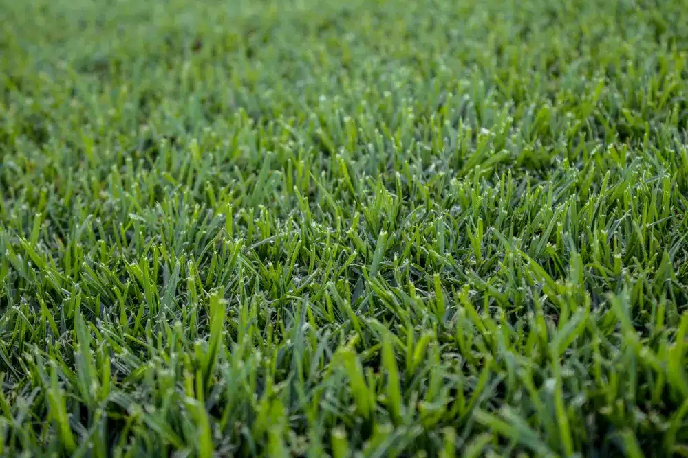 Kikuyu grass leaves at mid distance