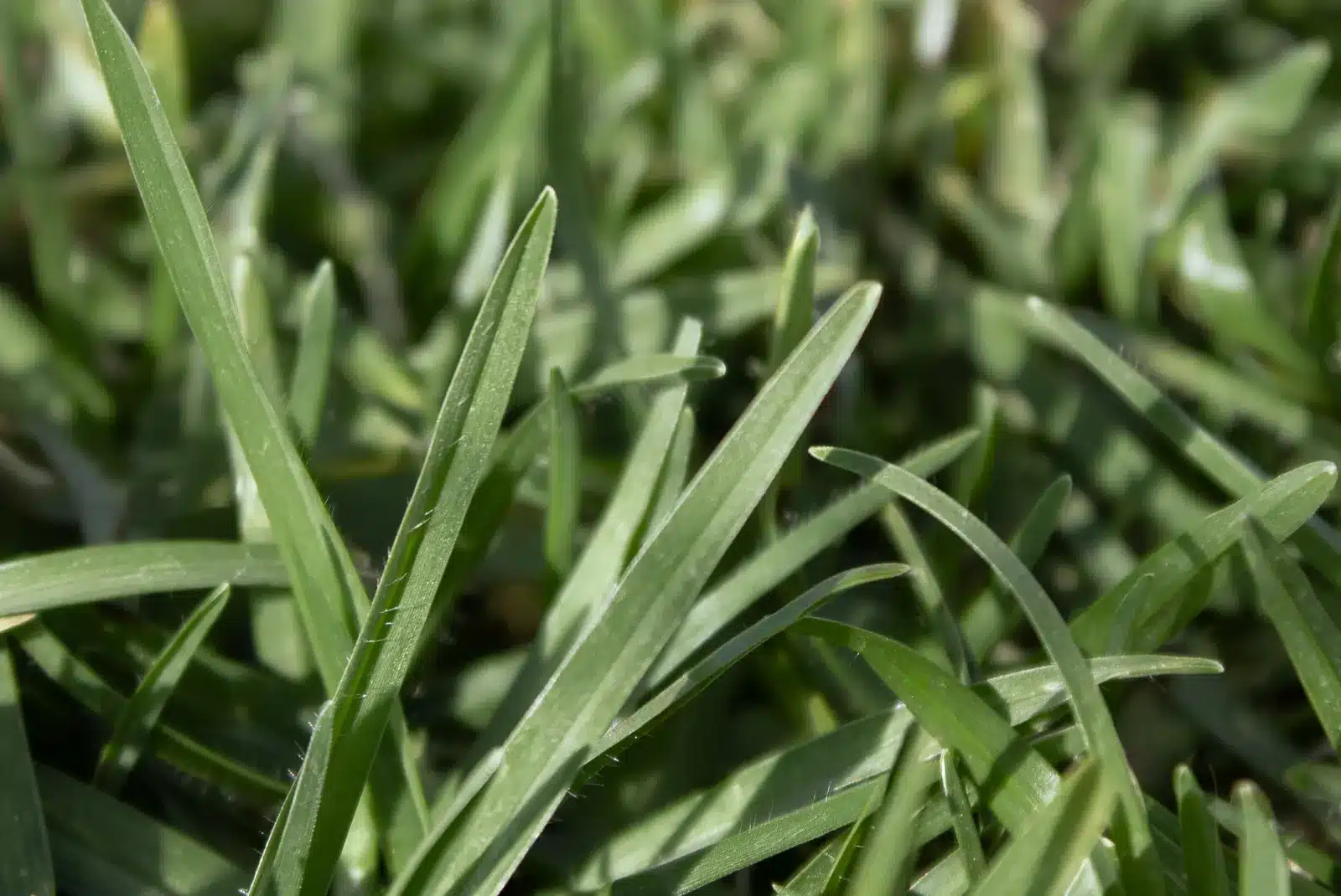 Kikuyu leaf close-up