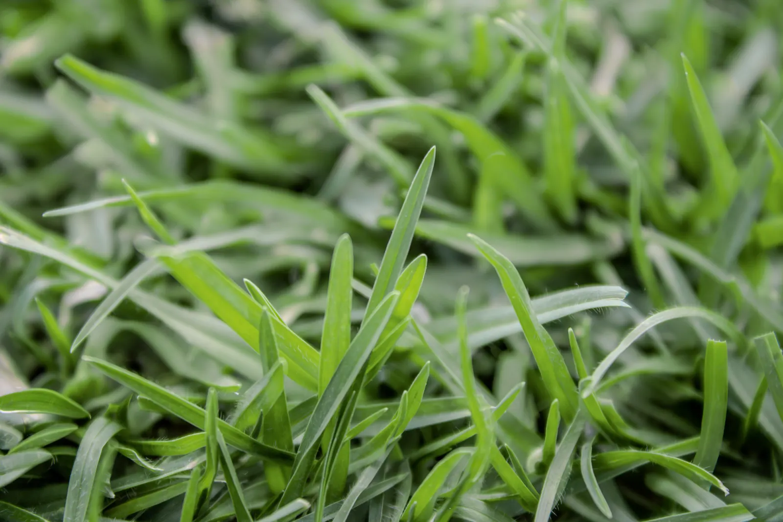 Kikuyu leaf detail close up