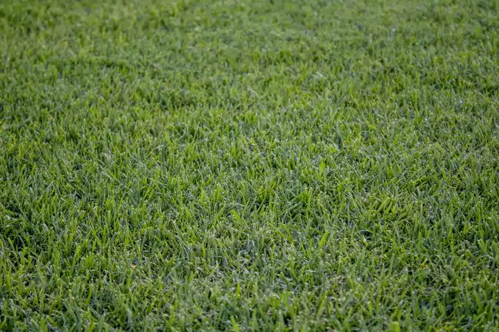 The colour and density of Kikuyu turf