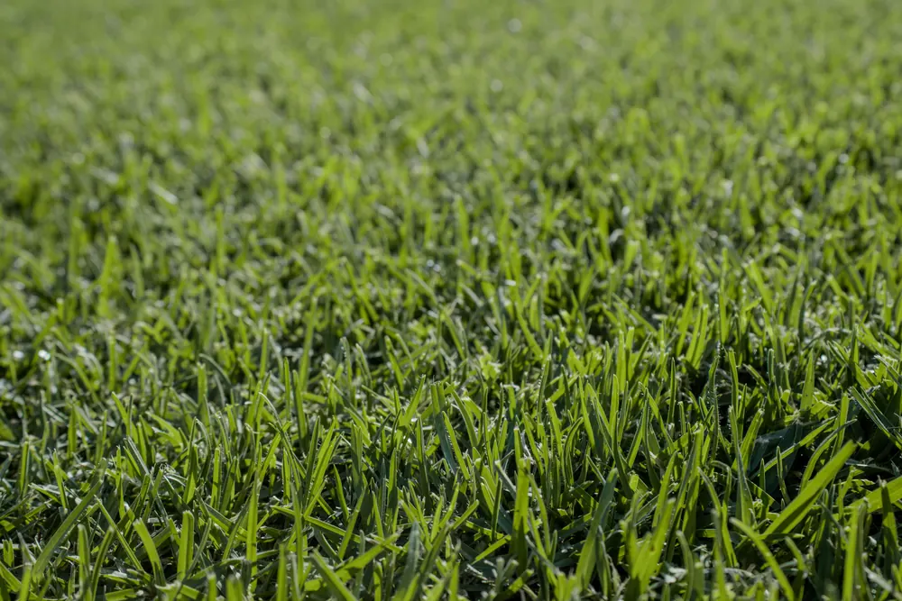 Kikuyu turf texture